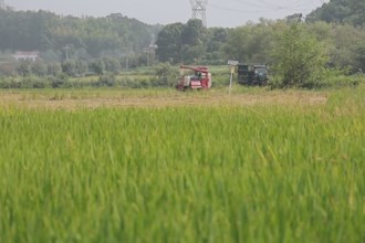 津市：10万亩早稻开镰 确保颗粒归仓