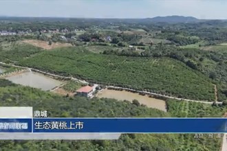 鼎城：生态黄桃上市