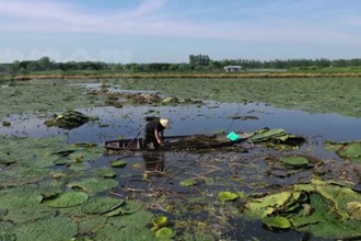 汉寿：芡实梗抢鲜上市