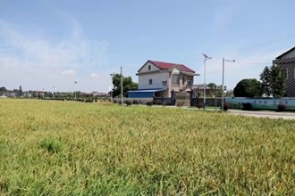 鼎城：绿肥化春泥 夏粮获丰收