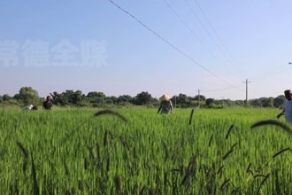 津市白衣镇：推广节水抗旱稻 荒地迎来新生机