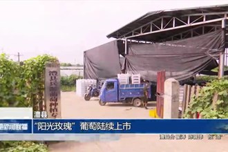 澧县：“阳光玫瑰”葡萄陆续上市