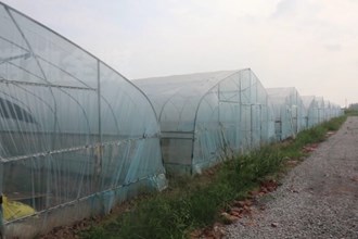 安乡：育秧棚里种甜瓜 农闲棚不闲