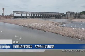 澧县：白鹭结伴觅食嬉戏 尽显生态和谐美