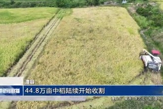 澧县：44.8万亩中稻陆续开始收割
