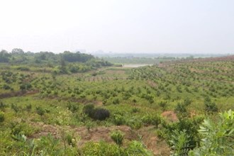 桃源：“柑橘套大豆”示范片迎测产
