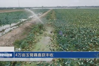 汉寿：4万亩玉臂藕喜获丰收