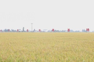 安乡：20.5万亩晚稻全面收割
