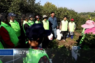 鼎城：水肥一体化助力油茶生产