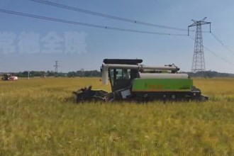 鼎城谢家铺镇：下田“父子兵” 同奔“新稻路”