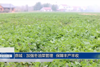 鼎城：加强冬油菜管理 保障丰产丰收