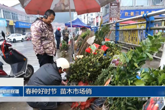 春种好时节 苗木市场俏