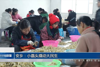 安乡：小藠头撬动大民生