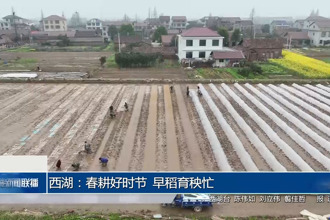 西湖：春耕好时节 早稻育秧忙