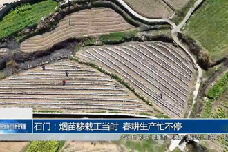 石门：烟苗移栽正当时 春耕生产忙不停