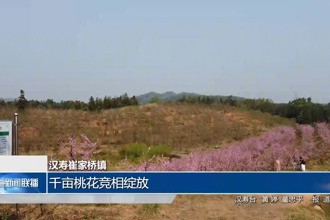 汉寿崔家桥镇：千亩桃花竞相绽放