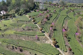 石门：茶山染新绿 春茶采收忙