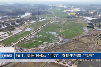石门：绿肥还田添“活力” 春耕生产增“底气”