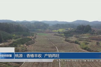桃源：香椿丰收 产销两旺