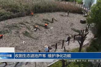 收割生态滤池芦苇 维护净化功能