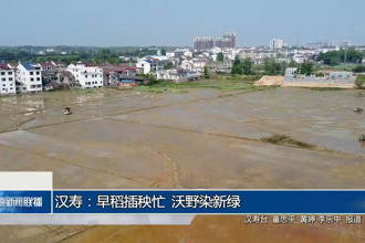 汉寿：早稻插秧忙 沃野染新绿